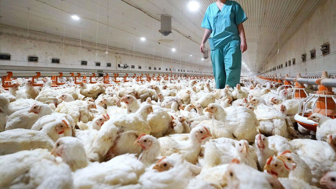 Rusia-Gripe-aviar-H5N8-se-reportan-primeros-casos-en-el-mundo-en-humanos